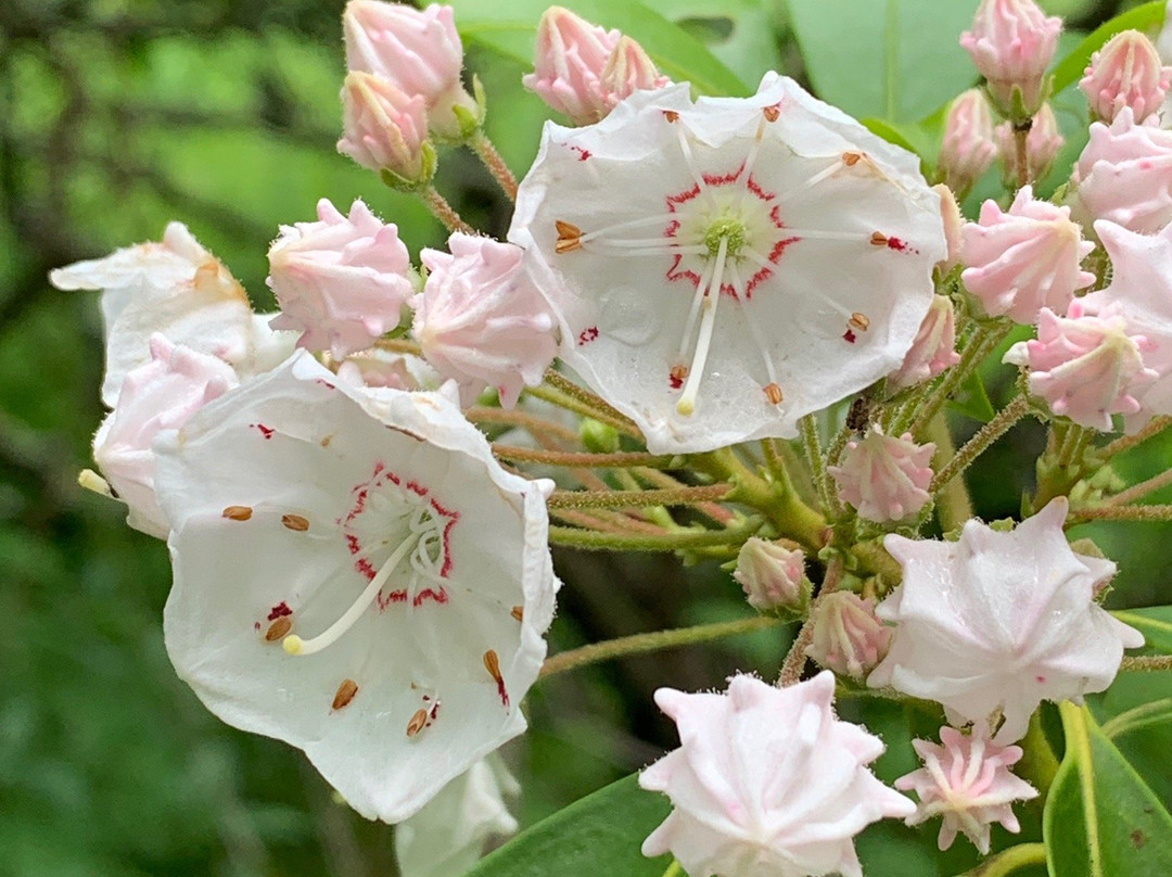 Bowman's Hill Wildflower Preserve景点图片