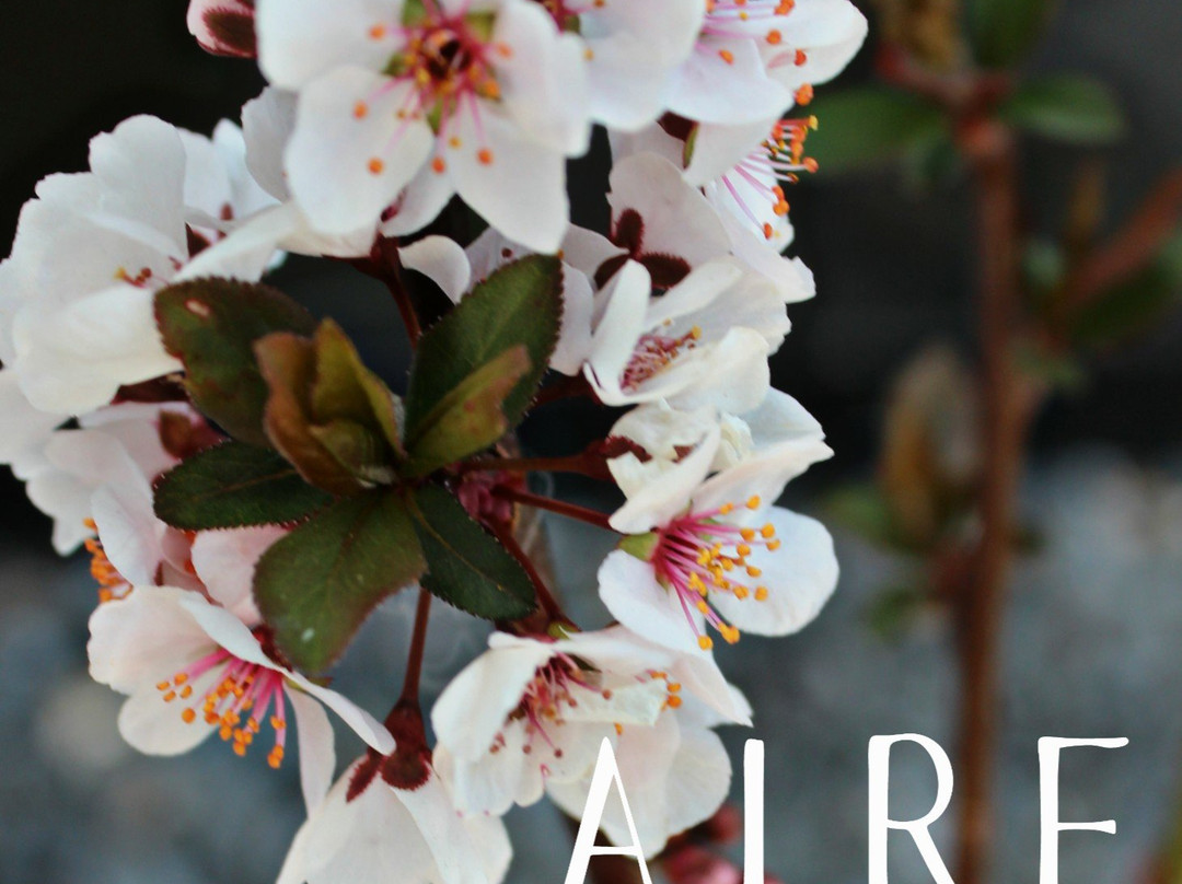 Aire Spa & Wellness-萨卡特卡斯必去景点