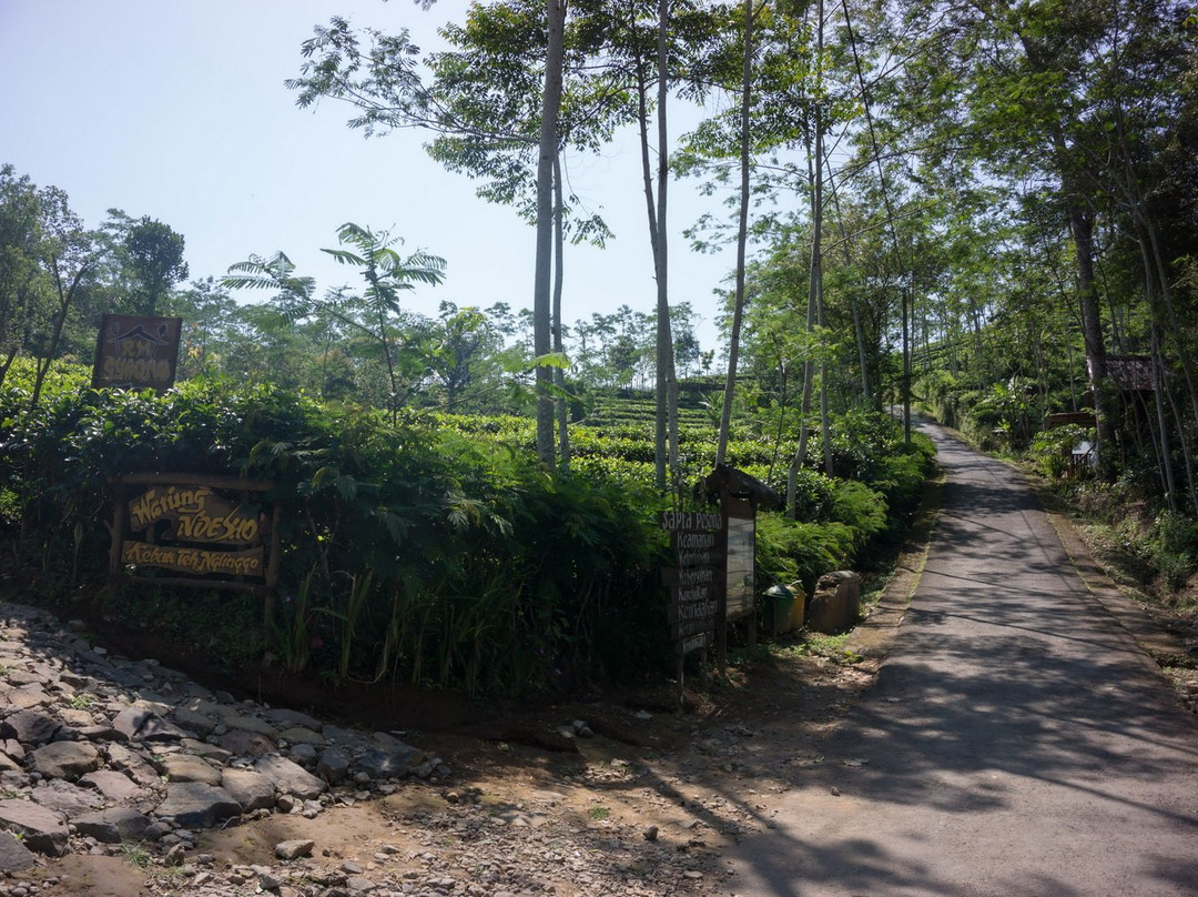 Nglinggo Tea Plantation景点图片