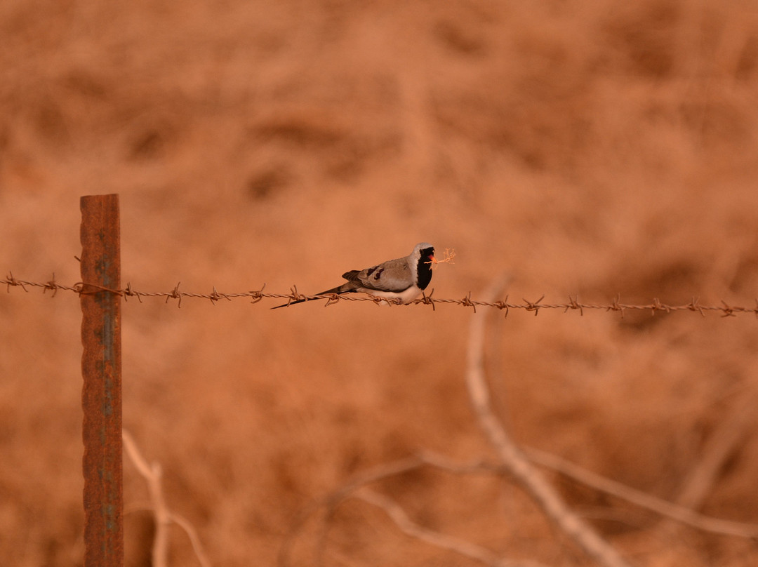 The International Birding & Research Centre景点图片