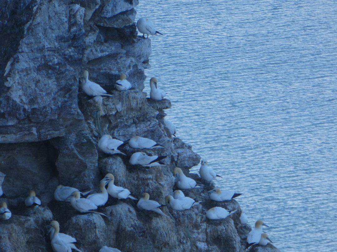 RSPB Troup Head Nature Reserve景点图片