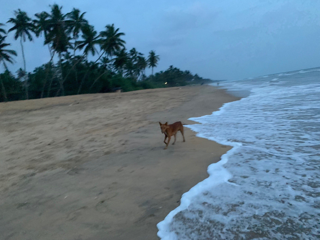 斯里兰卡茶委会销售中心-科伦坡必去景点