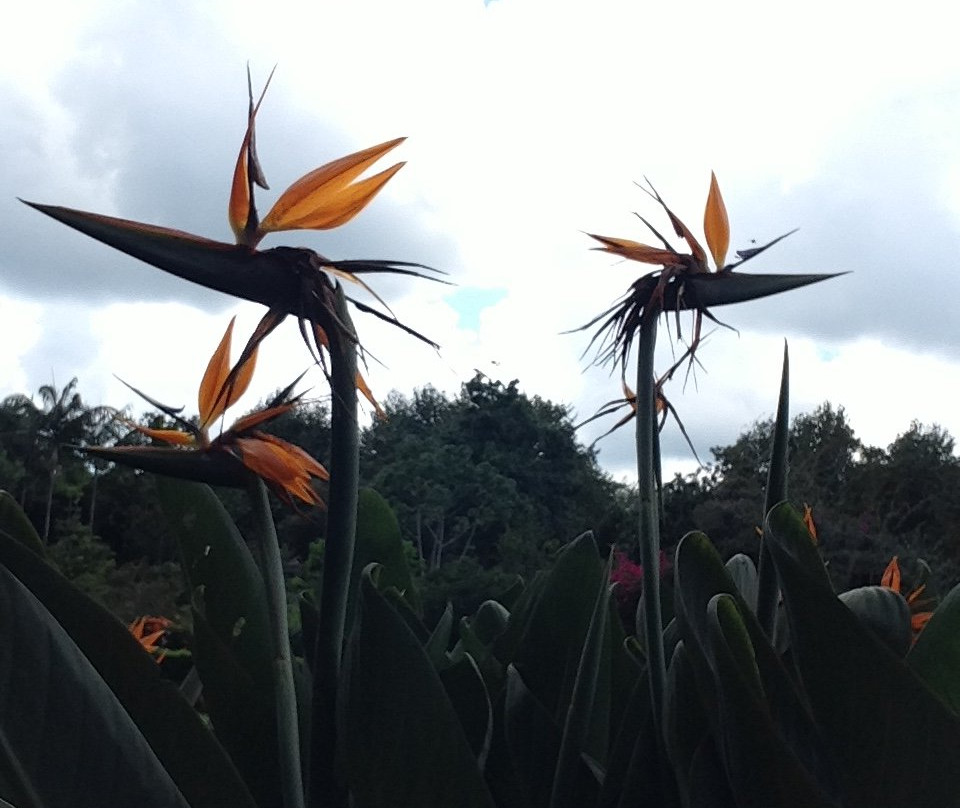 Jardin Botanico Francisco Javier Clavijero-哈拉帕必去景点