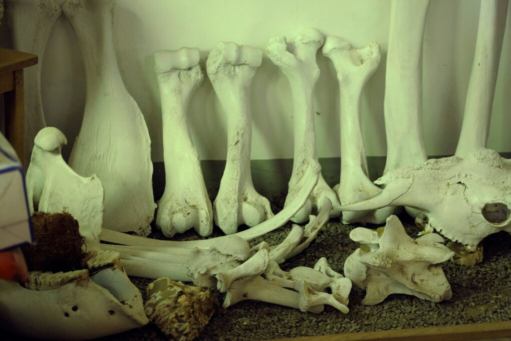 Ifisi Zoo-姆贝亚必去景点