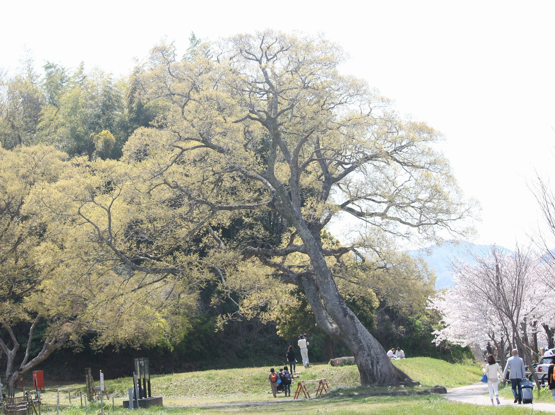 Kanogawa Sakura Park景点图片