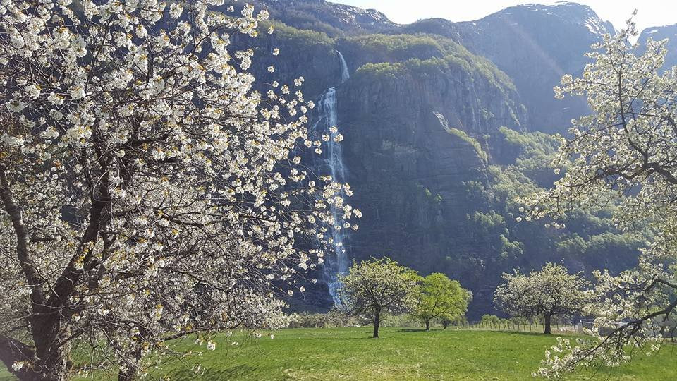 Lysefjorden Turisthytte主图