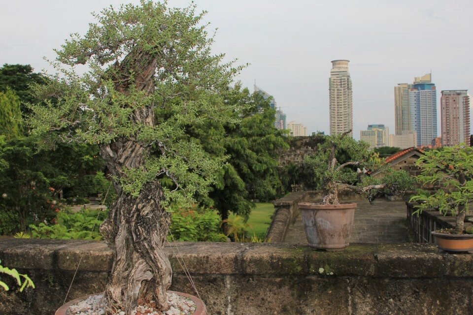Bonsai Library and Museum-马尼拉必去景点