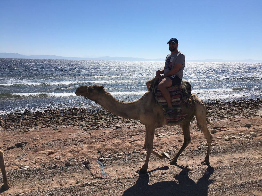 Sea Dancer Dive Resort-达哈卜必去景点