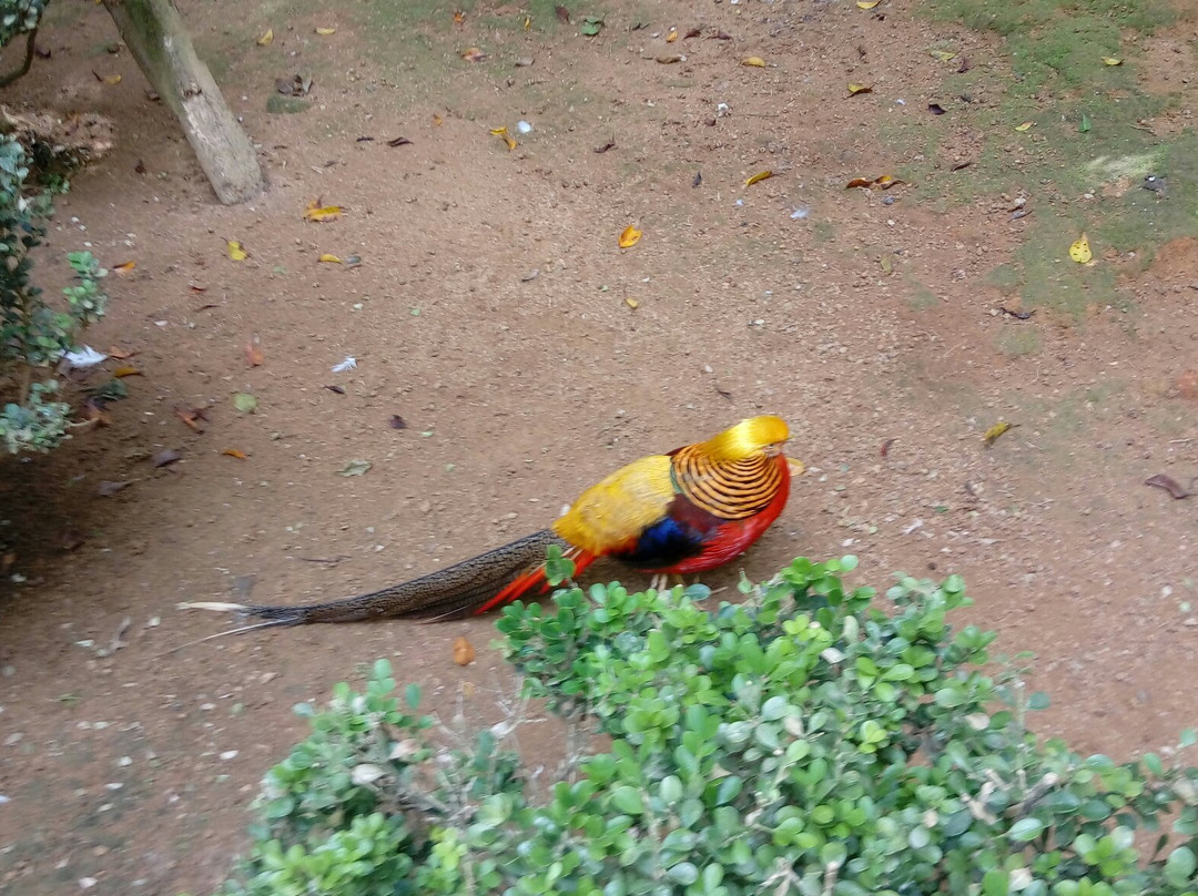 Zoo Park da Montanha景点图片