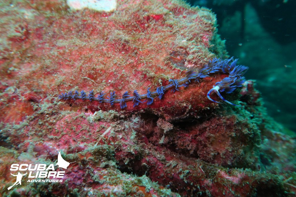 Scuba Libre Adventures景点图片
