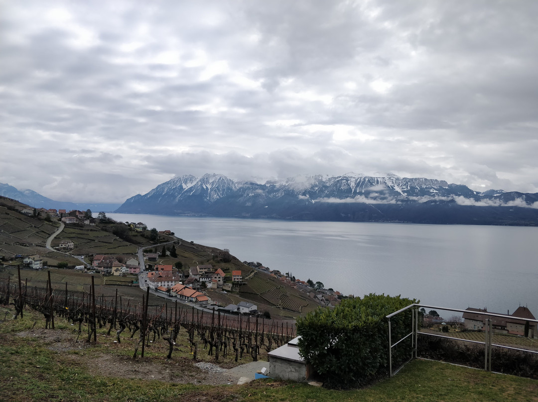 Alain Chollet Winery-吕特里必去景点