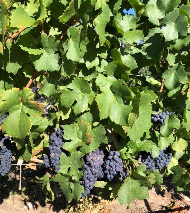 Rosell Boher Winery Lodge & Spa主图