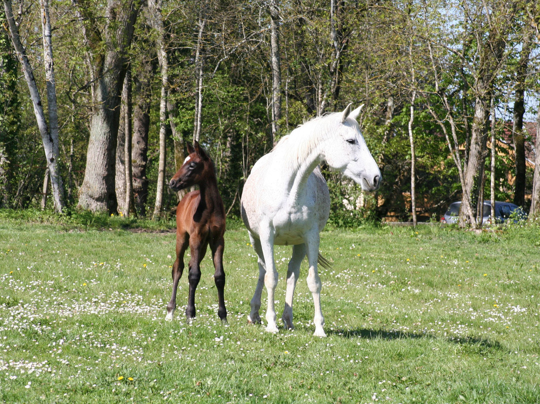 Domaine De Bernou主图