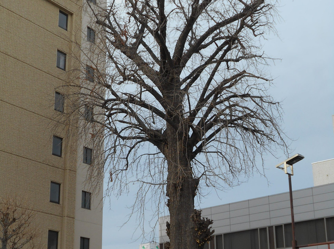 Oicho-宇都宫市必去景点