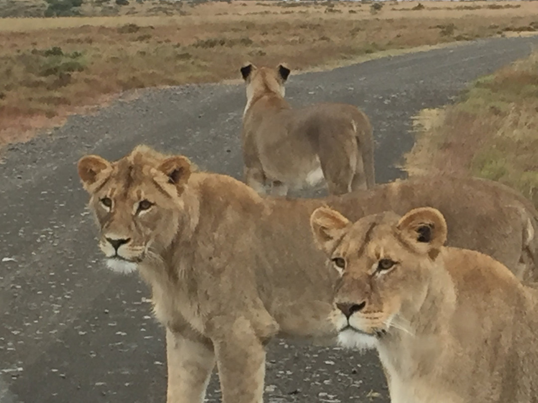 KAROO CONNECTIONS Tours & Transfers-格拉夫-里内特必去景点