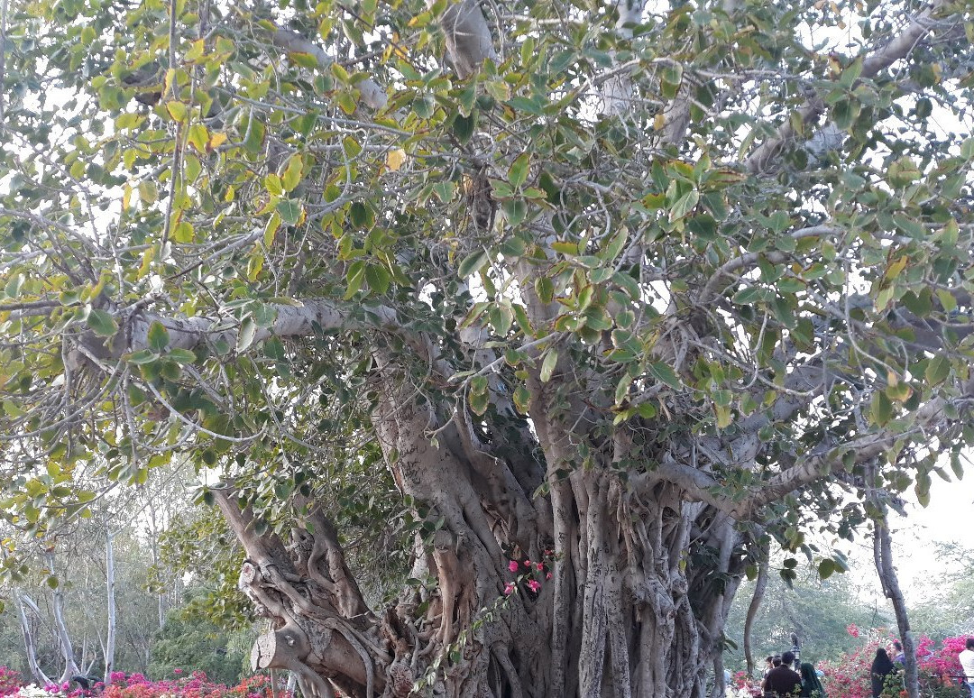 Green Tree Complex景点图片