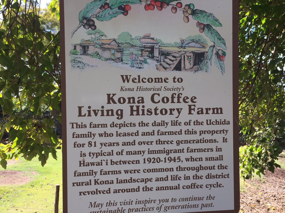 科纳咖啡历史农园景点图片