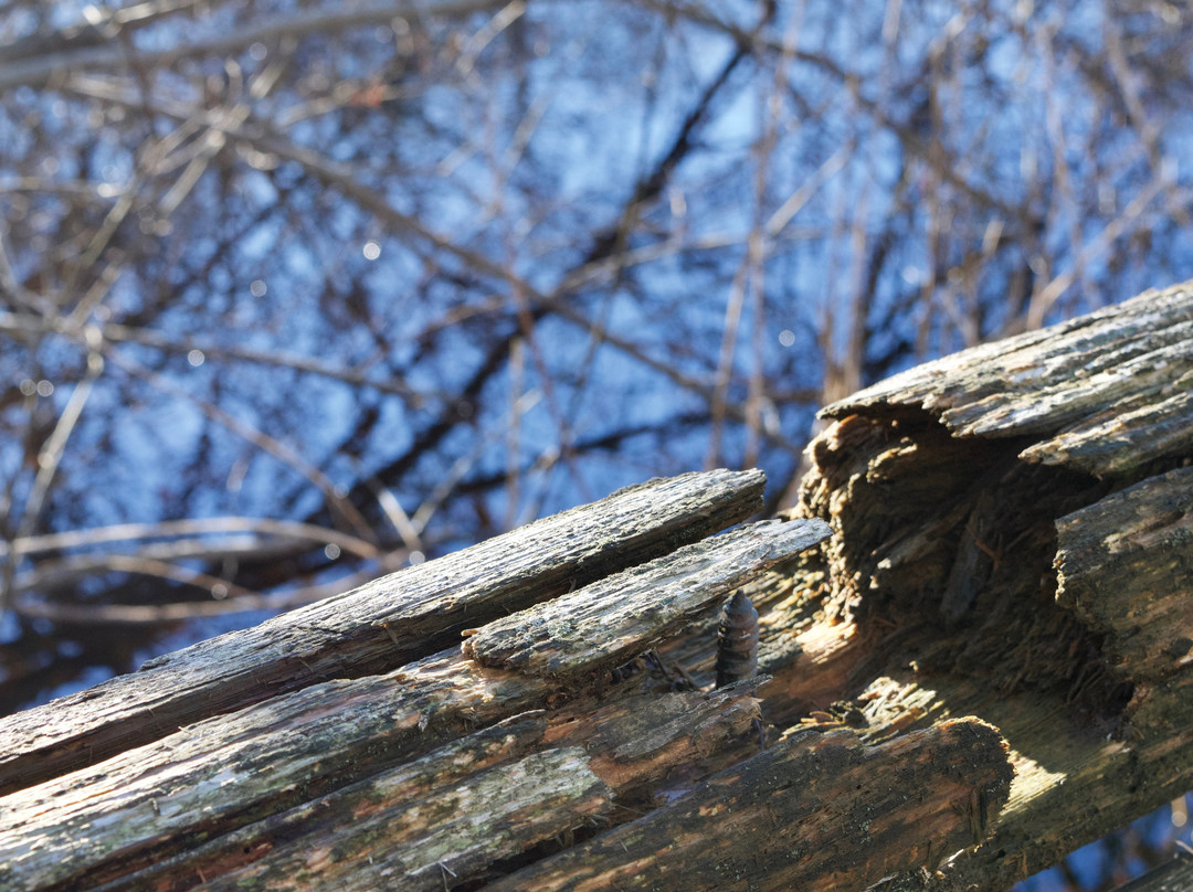 Connecticut Audubon Society Birdcraft Museum and Sanctuary-费尔菲尔德必去景点