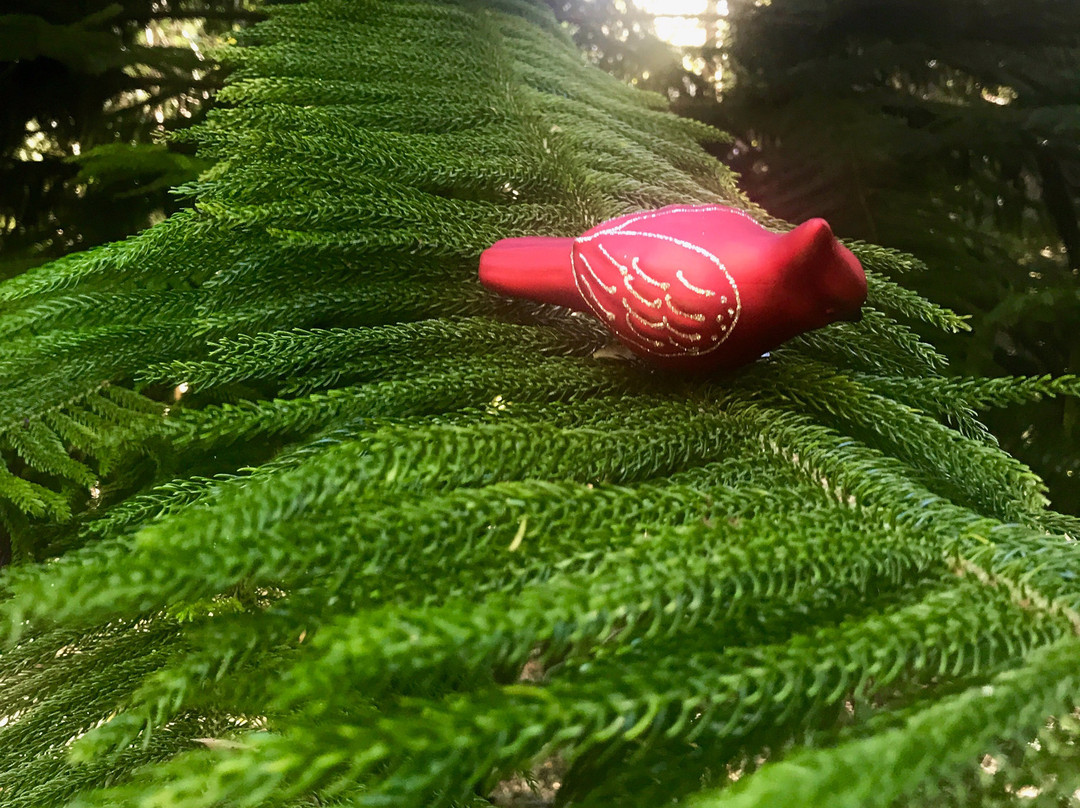 Makawao Forest Reserve-马卡瓦必去景点