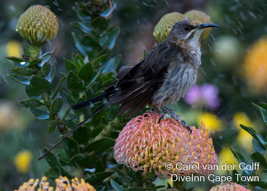 Dive Inn Diving & Touring-Plumstead必去景点