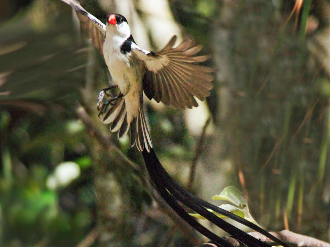 Klein Bosheuwel Guest House主图