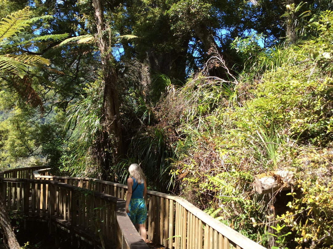 Square Kauri Tree-科罗曼德必去景点