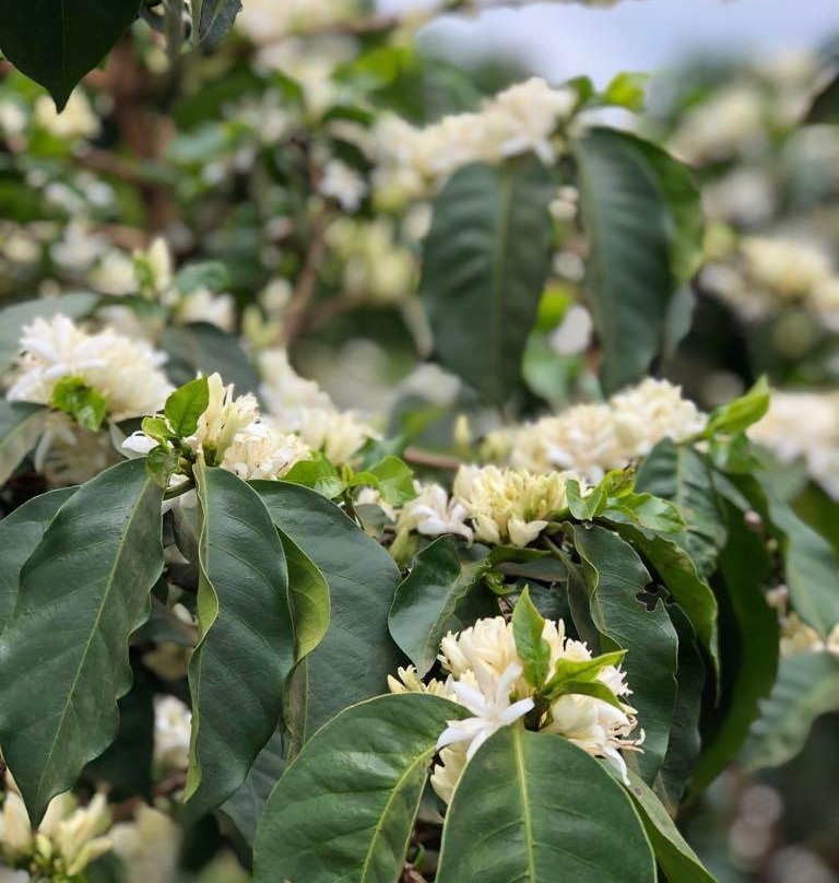 All seasons coffee-奇安波必去景点