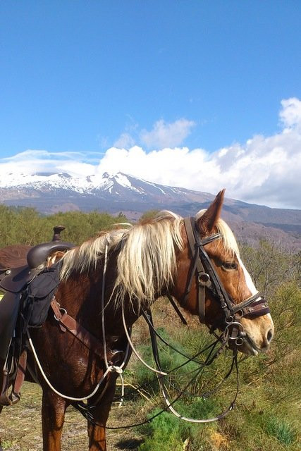 Centro Volteggio ed Equitazione Sole dell'Etna-Belpasso必去景点
