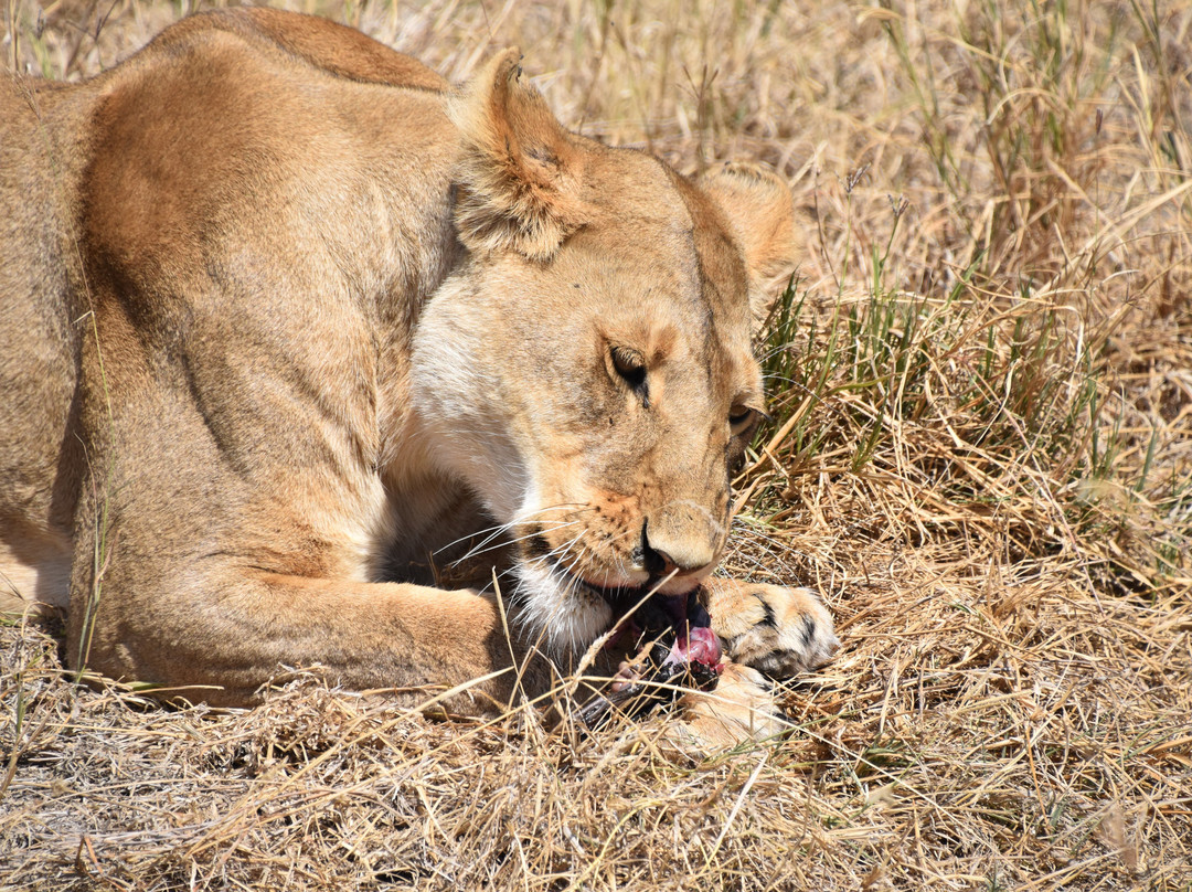 Wildtrek Tanzania Safaris-阿鲁沙必去景点