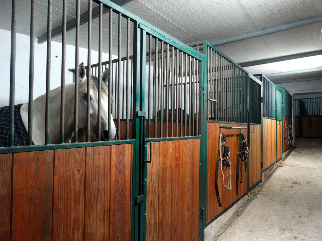 Lusitanos Riding Centre景点图片