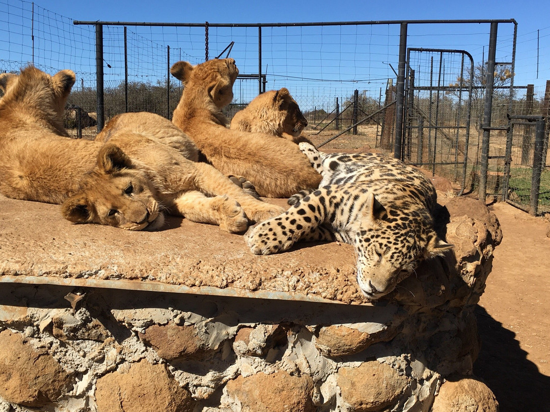 Boskoppie Lion & Tiger Reserve-Kroonstad必去景点