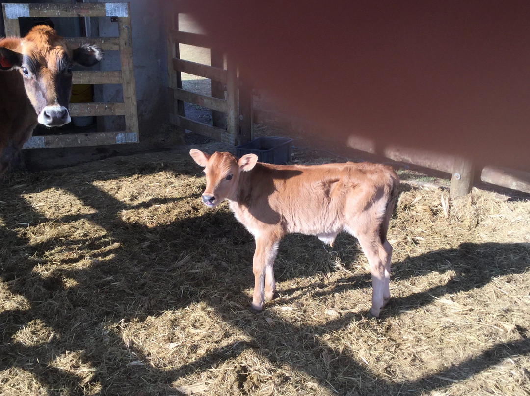 Florence Guest Farm主图