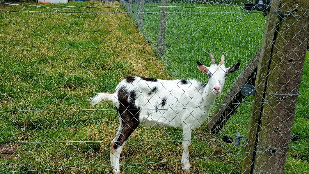 Graune Pet Farm & Play Centre-Ballyhaunis必去景点