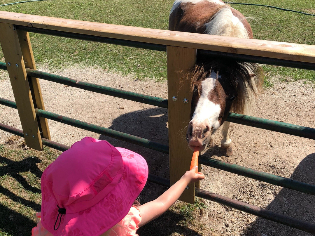 Plum Loco Animal Farm-Egg Harbor必去景点