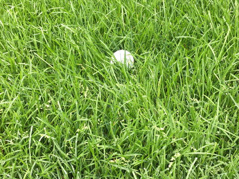 Nidom Classic Course-苫小牧市必去景点