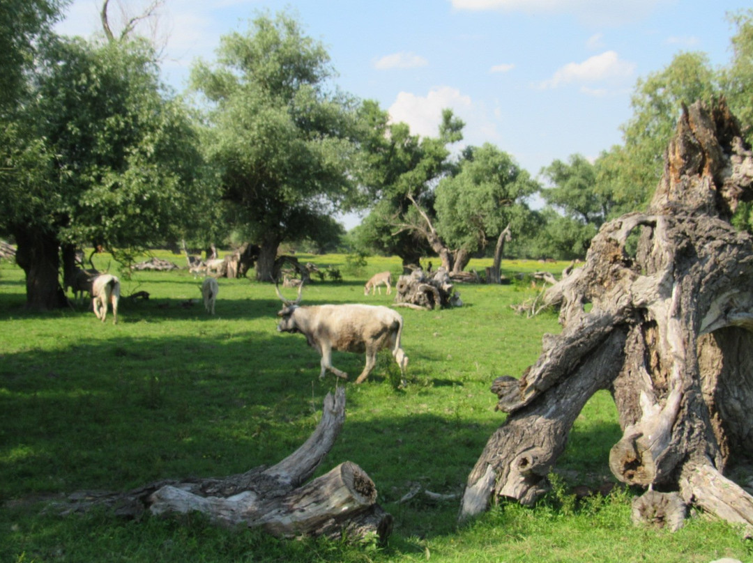 Island of Krcedin-Krcedin必去景点