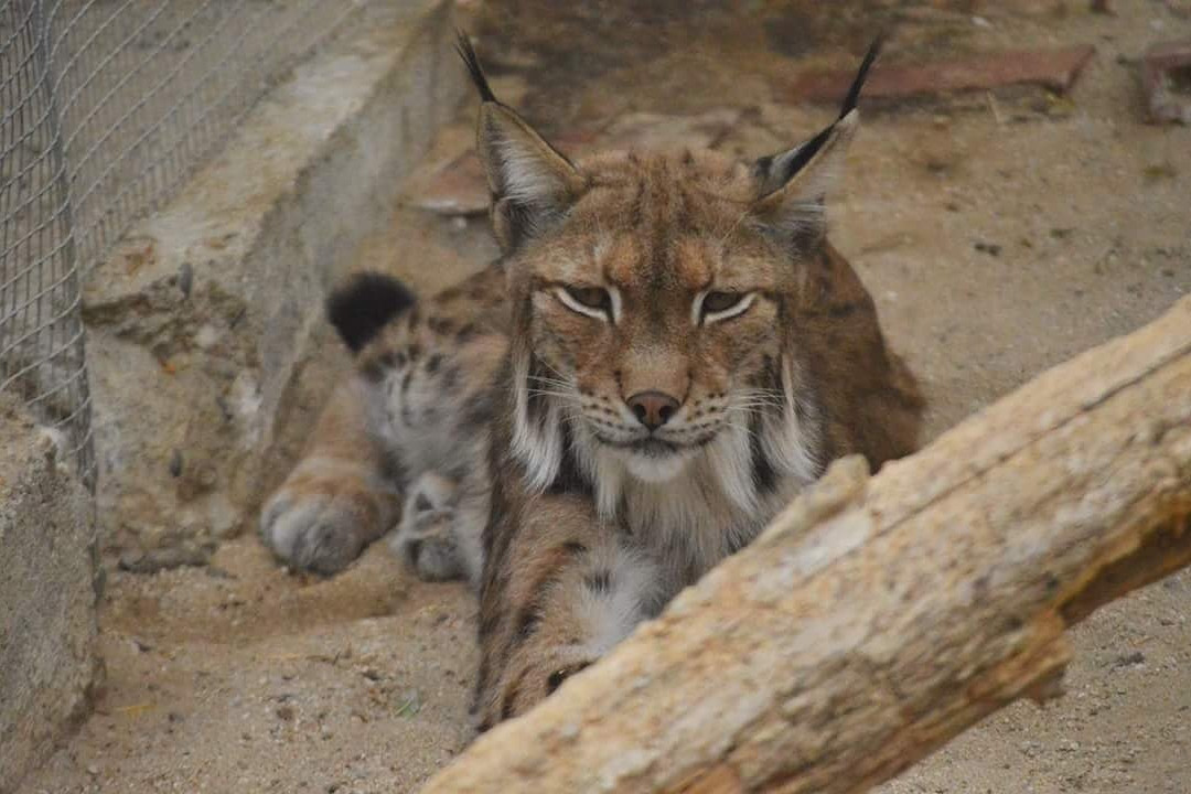 Zoo Koki Parque Zoologico y Botanico景点图片