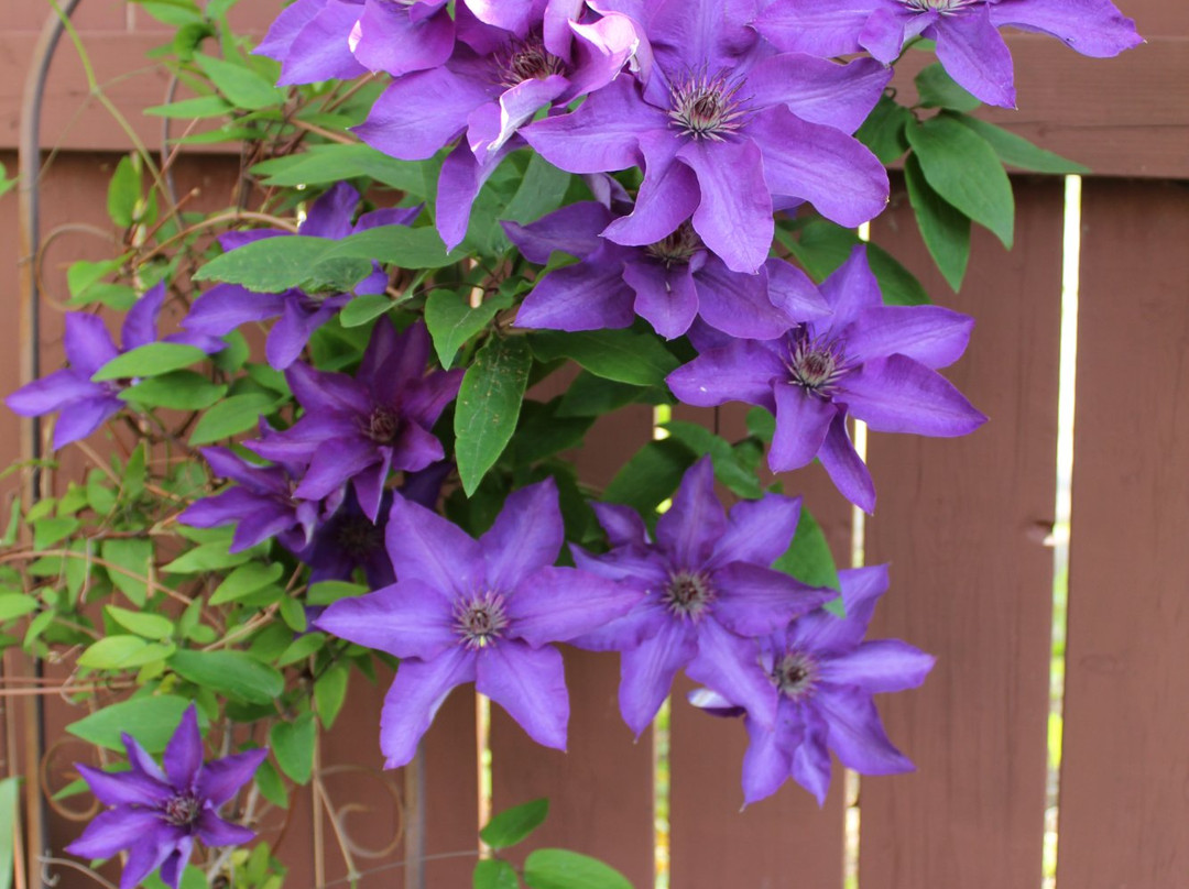 Auberge Chesley's Inn主图