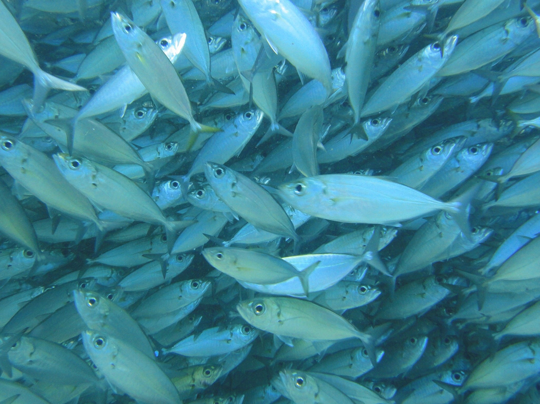 Scuba Diving in Saipan CLMC Artha-加拉班必去景点