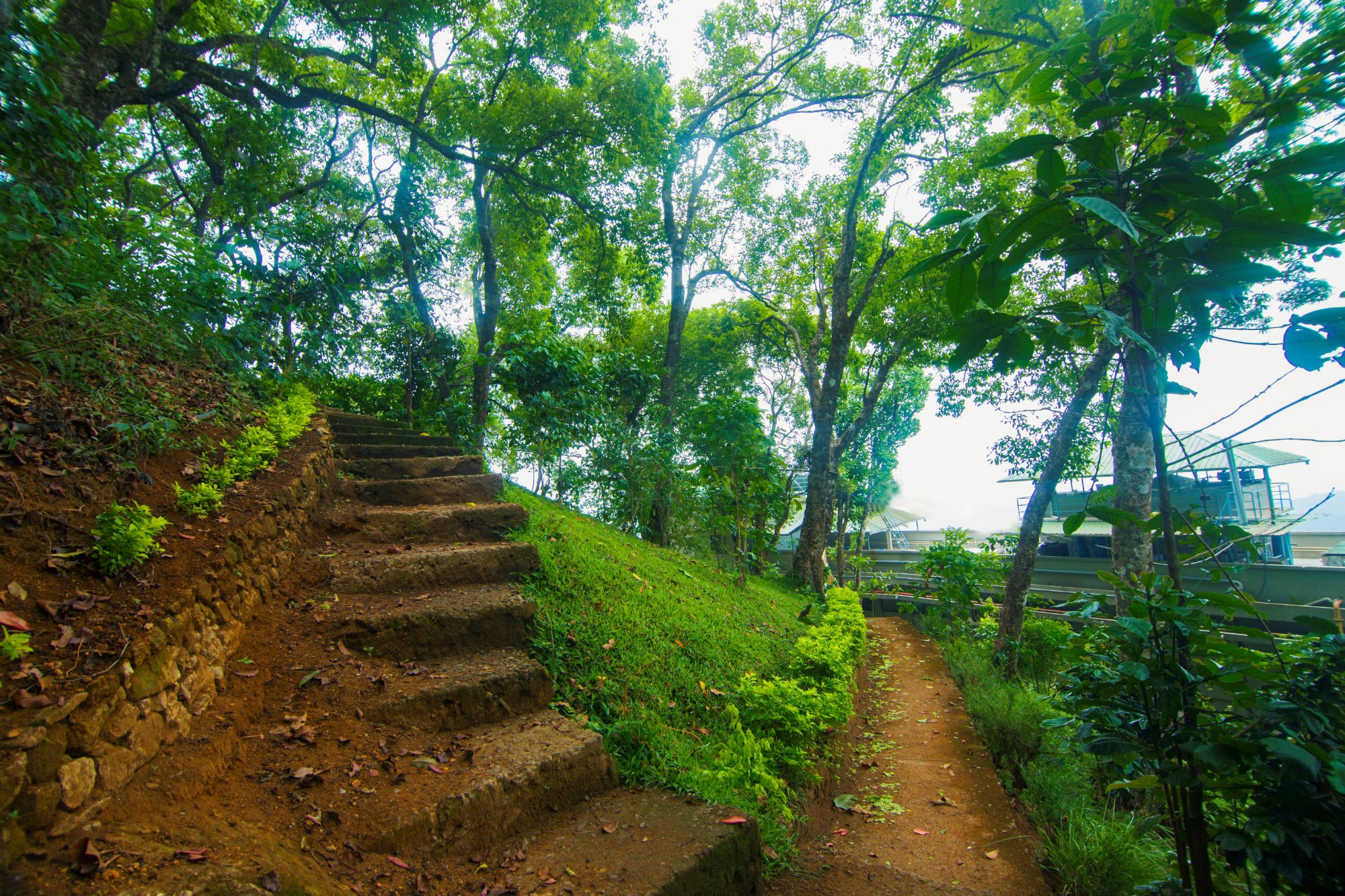Forest Glade-官方