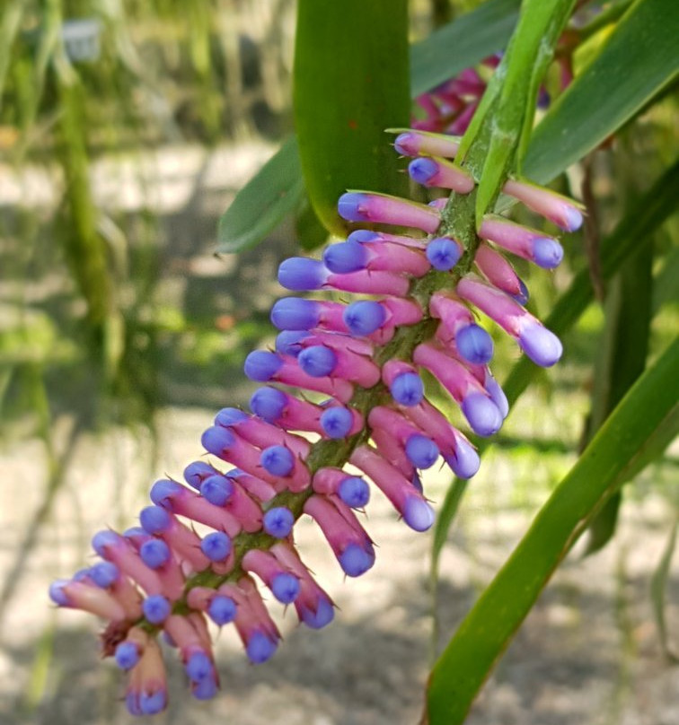 Suan Phueng Orchid景点图片