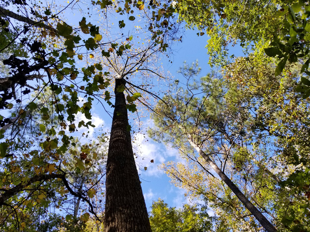 Central旅游攻略图片