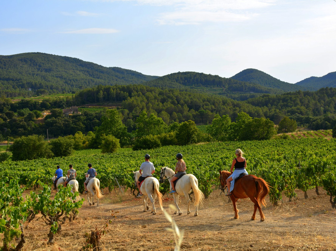 Penedes 500景点图片