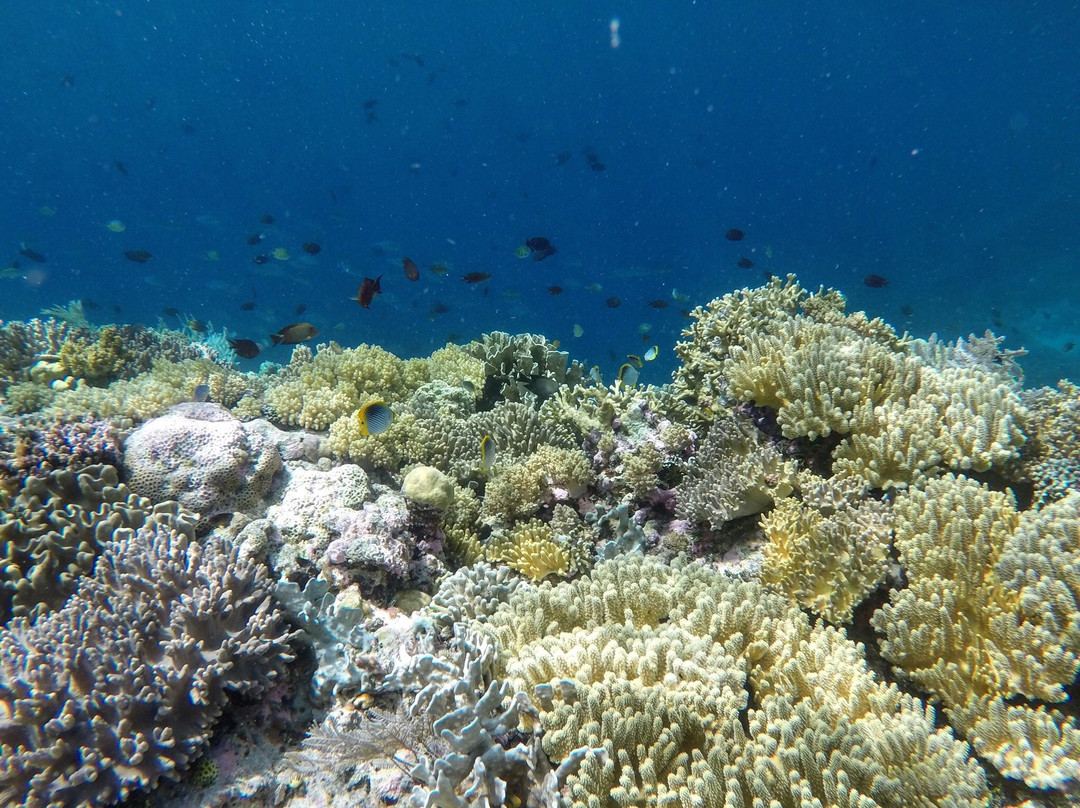 Oceania Wakatobi景点图片