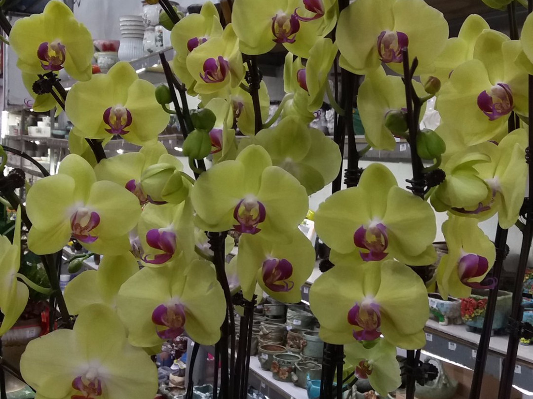 深圳花卉世界-深圳市必去景点