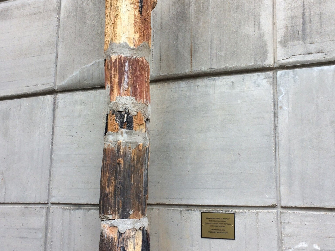 Regional History Museum Pernik景点图片