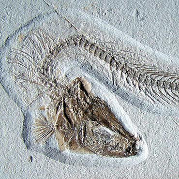 Fossilien Besuchersteinbruch Mühlheim-Mornsheim必去景点