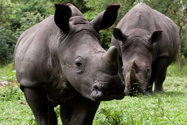 Rhino Fund Uganda景点图片