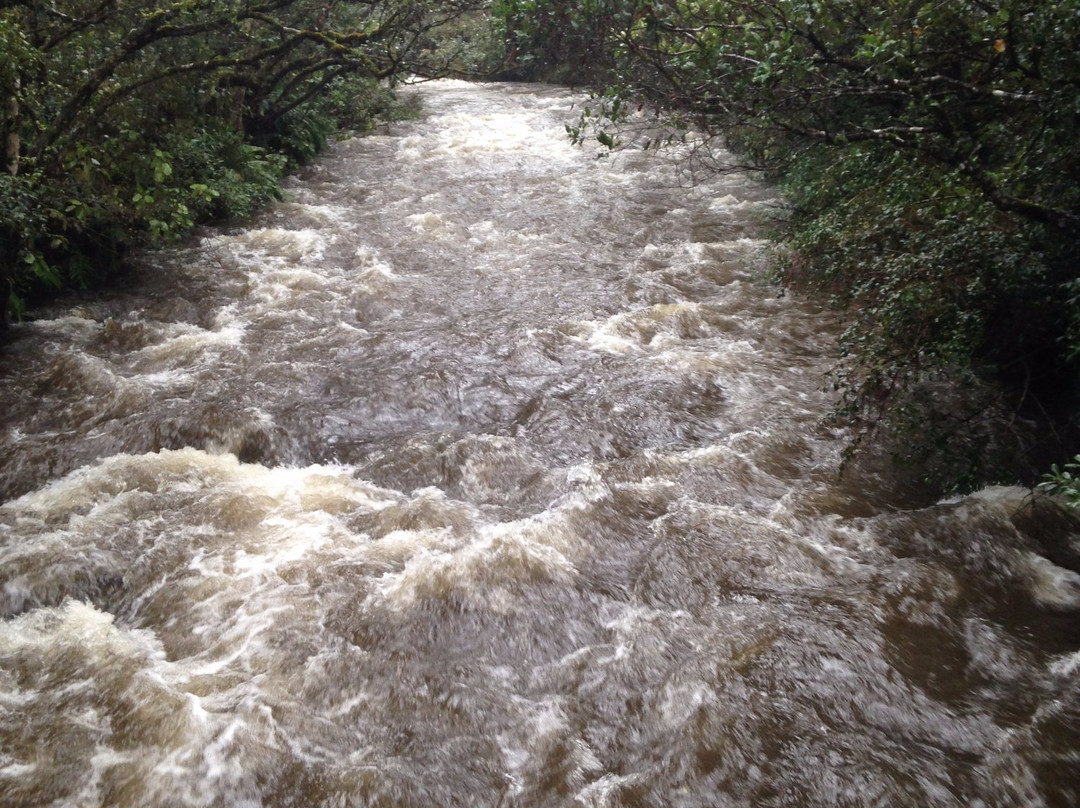 Mangawhero Forest Walk and Rimu Walk