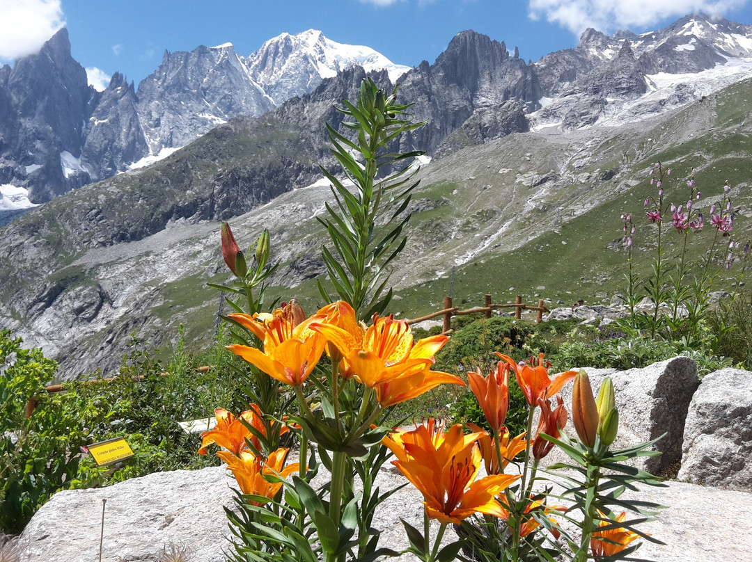 库马约尔旅游景点-Alpine Botanical Garden Saussurea